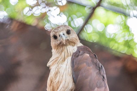 Hawk is similar to an eagle, a bird of prey as well. But the Hawks are smaller than a hooked beak and sharp claws flying strong in spreading fast and wide long wings can fly or heat.の写真素材
