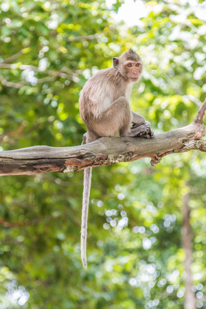 Monkey or ape is the common name of the chordate phylum. Floor mammal Rated apes (Primates) manner similar to humans.の写真素材