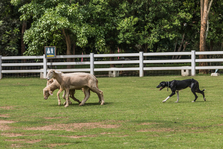 The goat is a subspecies of goat domesticated from the wild goat, which brought in southwest Asia...