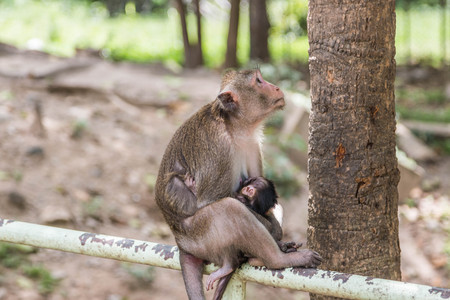 Monkey or ape is the common name of the chordate phylum. Floor mammal Rated apes (Primates) manner similar to humans.の写真素材