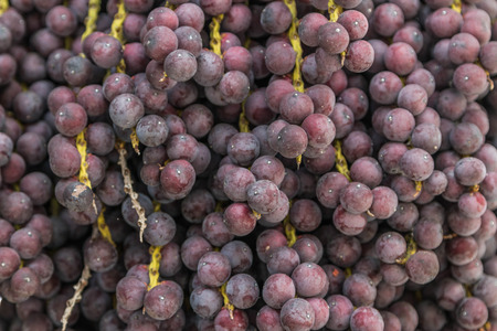 Forest fruit is a fruit that occurs naturally in the wild. Both edible and inedible. A variety of...