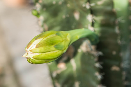 Cactus is a plant in the desert. The cactus is a perennial Even in the dry arid desert to die...