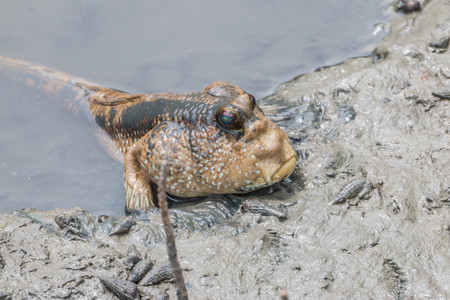 Zips sour creatures bulging eyes that biologists study the Fish (mudskipper) It is an amphibious fish that took Lane Beach, the Old World and the mangroves are inhabitedの写真素材