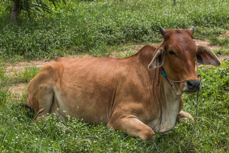 Cows, cattle are animals with hooves are large pets are the most common. A modern outstanding in the subfamily Bovinae is the most widespread species in the genus Bos.の写真素材