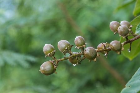 Forest fruit is a fruit that occurs naturally in the wild. Both edible and inedible. A variety of...