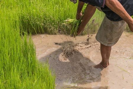 Farmer is a professional who works on agriculture, including the cultivation of plants in gardens and fields. Animal on land In water and in sea For food production natural fibersの写真素材