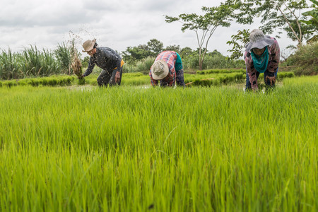 Farmer is a professional who works on agriculture, including the cultivation of plants in gardens...