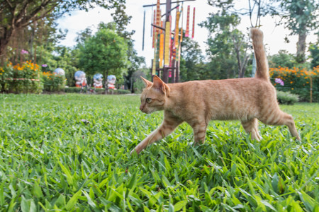 Cat or cats (Scientific name: Felis catus) is a mammal of the family Felidae family tree comes from the Siberian tiger (Felis tigris altaica).の写真素材