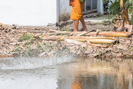 Finch is a small bird Orthotomus currency. From mouth to tail length of 12 cm together some small mouth, long legs taper.の写真素材
