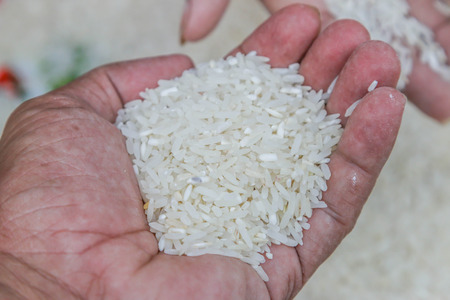 Rice is a grain of rice plants in the genus found in Asia. Scientific name: Oryza sativa, rice cereal, which is a major consumer of the world. Especially in Asia.の写真素材