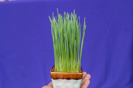 During that humans have changed significantly since the Neolithic. Because human life is during this initial collection of seeds to be planted.の写真素材