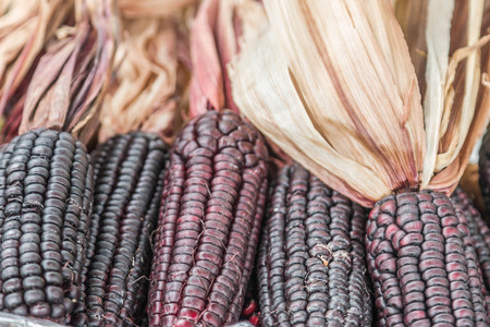 Fresh corn is a plant for a period not exceeding 75 days of planting corn that has been very popular are corn, sweet corn. Is there a way to grow corn is very easy.の写真素材