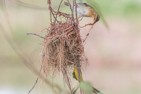 Finch is a small bird Orthotomus currency. From mouth to tail length of 12 cm together some small...