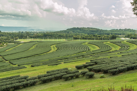 Tea is the agricultural output of the leaves and stems of the tea shoots. Bring to boil tea or hot water. Tea is the most consumed beverages are second in the world after page.の写真素材