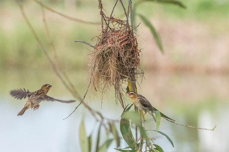 Finch is a small bird Orthotomus currency. From mouth to tail length of 12 cm together some small mouth, long legs taper.の写真素材
