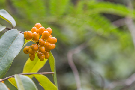 Forest fruit is a fruit that occurs naturally in the wild. Both edible and inedible. A variety of...