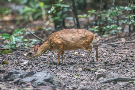 Deer are wild animals in the wild. Food is typical grass Usually found in grasslands Turrets.Good a natural Shineysの写真素材