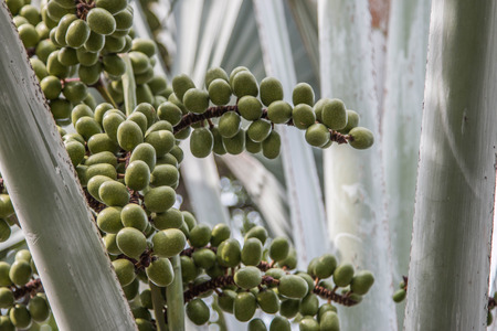 Palm oil is a vegetable palm trunk single. The trunk measures about 12 -20 inches at the age of 1-3 years will be covered by the base of the leaf stem.の写真素材