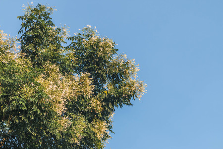 Wild flowers are flowers that occur in a manner that was not intended planting. Found in natural forests There are flowers that bloom in the winter season flowers and floral drought.の写真素材