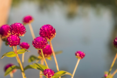 Means ornamental plants grown for their beauty. Decorations dwellings to be pleasing to the eye. Most often as an ornamental plant. So collectively, Flowerの写真素材