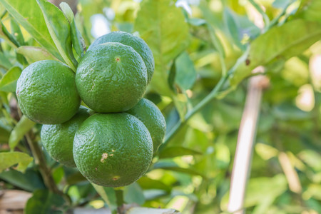 Lemon fruit species The result is a sour taste Organized in citrus (Citrus) green when ripe, will be yellow flesh inside is divided into thin petals of many wetlands.の写真素材