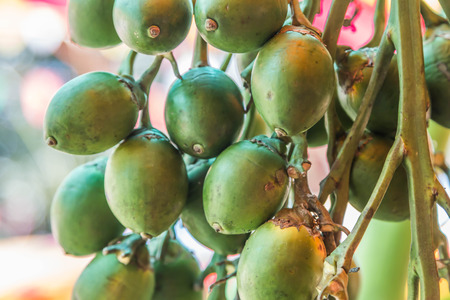 The shortage is a perennial type or palm shoots. Broken stems clump clump is about 6-12 one tree trunk to articulate. And bend away from the root clump height of 25-30 feet.の写真素材