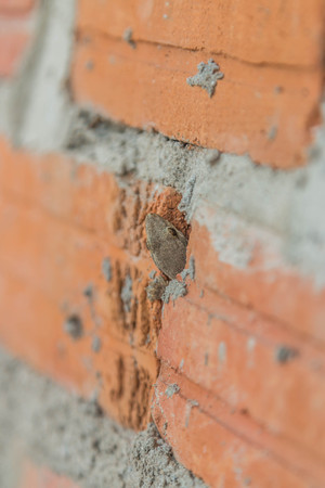 Geckos live in tropical Asia. Most of the colors and patterns on the body. Spawning time 2-7 eggs found in both houses of the people and the forest. Typically, more than 10 centimeters in length.の写真素材