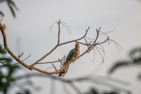 Poultry or birds (including chickens, ducks, geese, pheasants) are in the phylum Chordate class Aves is a common feature. A warm-blooded animal baht Twitterの写真素材