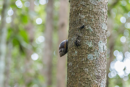 Snails are classified invertebrates. The Dallas Morning phylum. The creatures that are born in approximately the mid Carboniferous ferrous.の写真素材