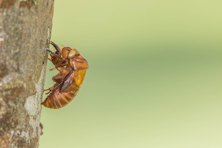 The cicada is a small insect if it's true but it's wings do it. Is so loud roaring The cicada large and mature to make noise up to 200 decibels ever.の写真素材