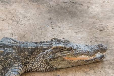 Gators hold the animal at the top of the food chain ah. Because of the large carnivorous predators. That no natural enemies Except in young alligator The food becomes larger.の写真素材