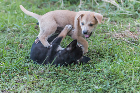 Ma'an that the dog or dogs, such as Braque du Bourbonnais puppies may be born with a short tail or...