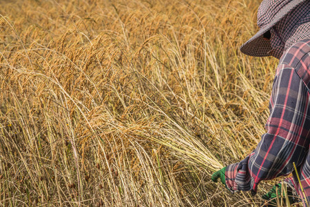 Farmer is a professional who works on agriculture, including the cultivation of plants in gardens...