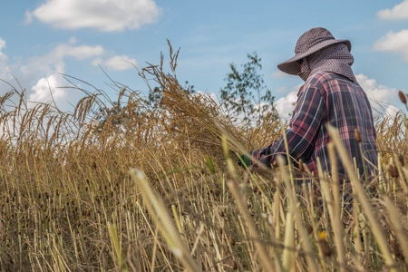 Farmer is a professional who works on agriculture, including the cultivation of plants in gardens and fields. Animal on land In water and in sea For food production natural fibersの写真素材