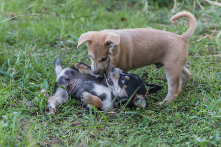 Ma'an that the dog or dogs, such as Braque du Bourbonnais puppies may be born with a short tail or...