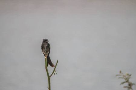 Wong Drongo general characteristics of birds in this family will have black fur. The tail is forked Some eyes are red when fully grown. Live on the treesの写真素材