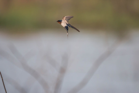 Magpie, a bird hard living. His food is insect larvae or mature fruits ... Magpies home spawn a litter of five eggs eggshell blue-green light.の写真素材