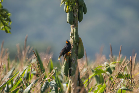 Acridotheres a genus of passerine single currency. Acridotheres that the family name in the ancestry...