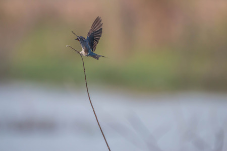 Magpie, a bird hard living. His food is insect larvae or mature fruits ... Magpies home spawn a litter of five eggs eggshell blue-green light.の写真素材