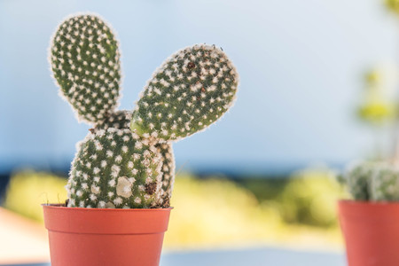 Cactus is a plant in the desert. The cactus is a perennial Even in the dry arid desert to die without it.の写真素材