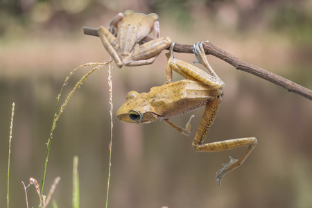 Frogs are amphibians jump as far as a four-legged animal that eats a diet of insects and other small animals can be cultured Sister economy.の写真素材