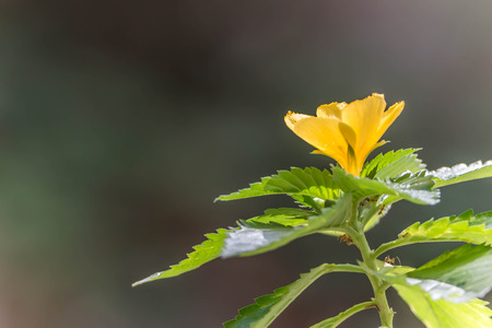 Wild flowers are flowers that occur in a manner that was not intended planting. Found in natural forests There are flowers that bloom in the winter season flowers and floral drought.の写真素材