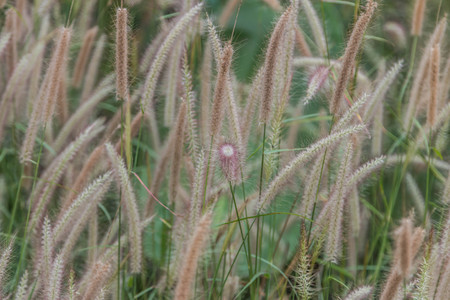 Grass is a biennial multi-currency, multi-layer Liliopsida family Poaceae or Gramineae family is...