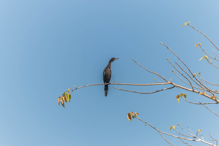 A bird in the family Anatidae smallest in Africa. With a length of about 52 cm body, mouth and...