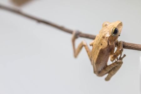 Frogs are amphibians jump as far as a four-legged animal that eats a diet of insects and other small...