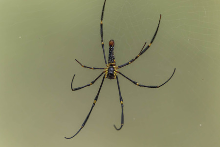 Spider-Man is a creature that arthropods. Or R. Thomas iPod As well as insects, millipedes, crabs,...