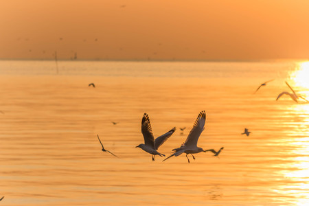 A bird with a medium A length of 46-47 cm is different from other types of gulls with large white stripes at the base of the wing feathers.の写真素材
