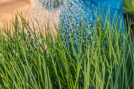 Often called scallion, onion genus Allium plants that can be eaten fresh onion 100g Energy 32 kcal, sodium 16 mg contains carbohydrates.の写真素材