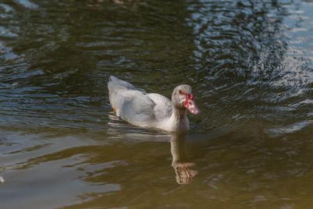 Poultry Ducks are in the family Anatidae (Anatidae) Mouth-inch flat foot flat between the membrane attached to a pool of many colors such as brown, white, green, pink, purple, smaller than a goose.の写真素材