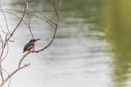 Kingfisher colorful. Blue-green bird dropped down to the stream and came immediately. It flapping...